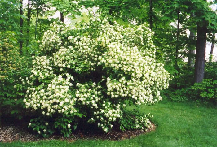 arrowwood-1783599619382.webp
