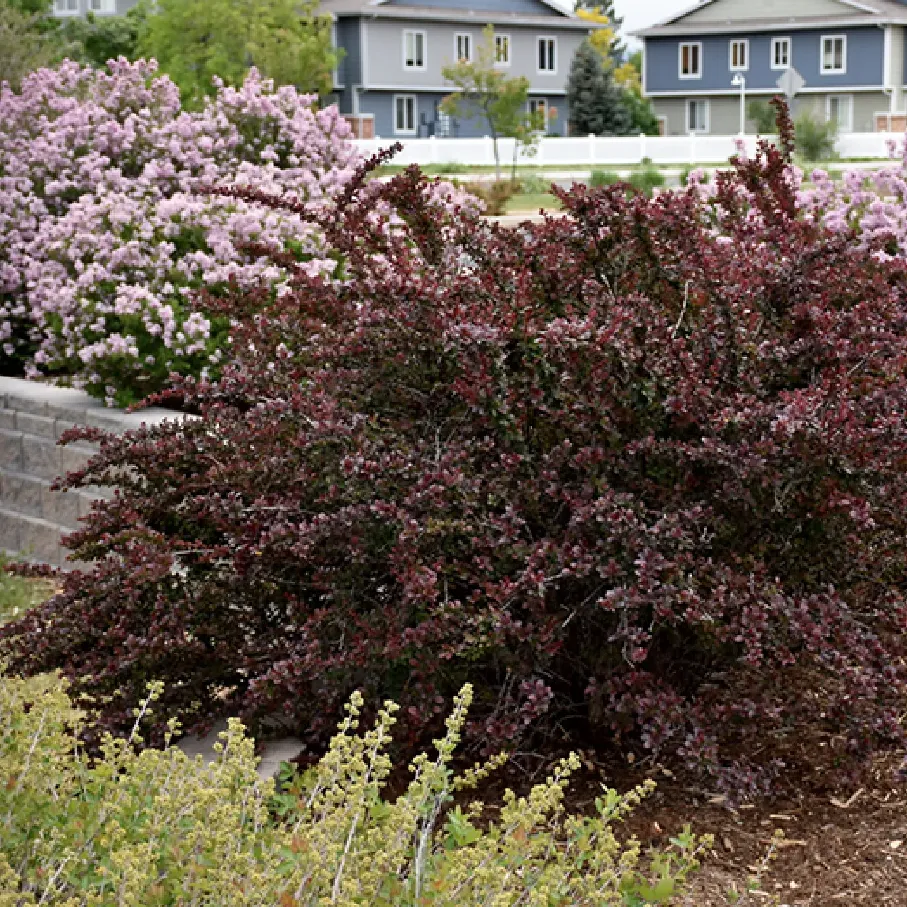 barberry-1783558486376.webp