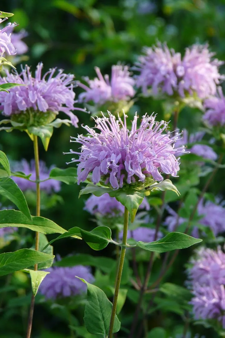 beebalm-1783599693071.webp