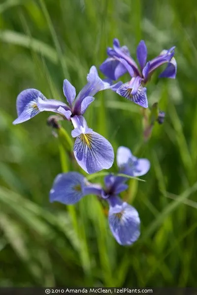 blueflagiris-1783769377344.webp
