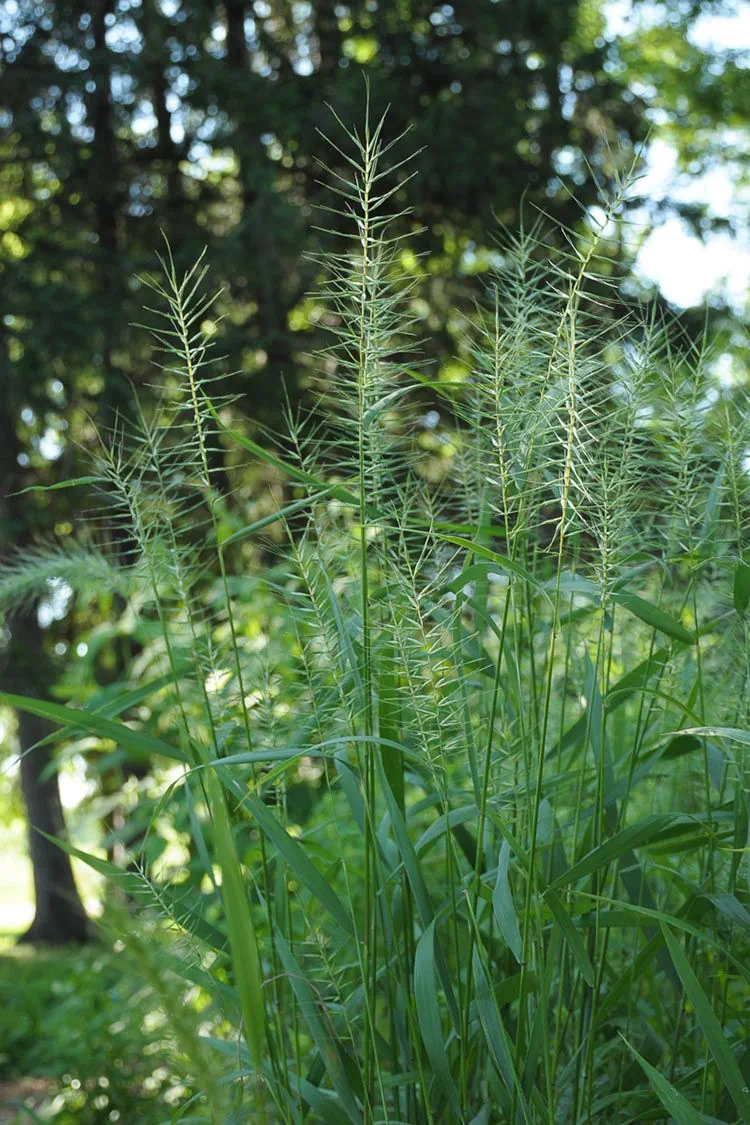 bottlebrush-1783599802278.webp