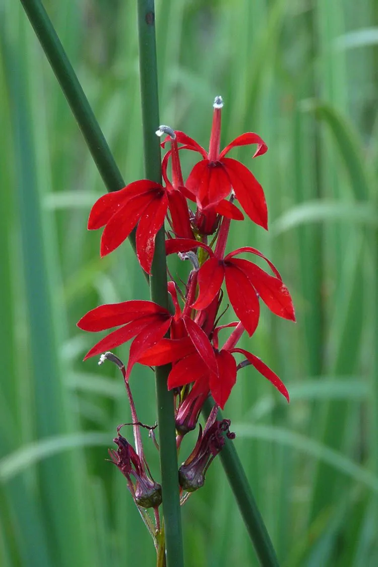cardinal-1783769429872.webp