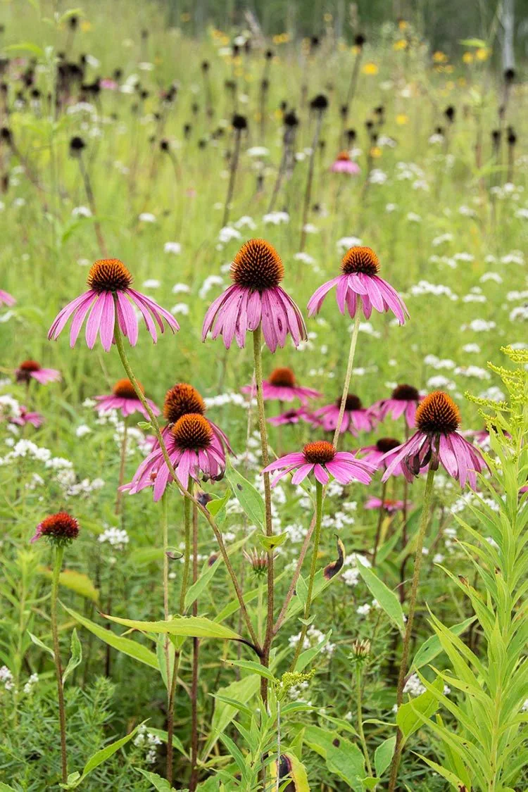 coneflower-1783599703383.webp