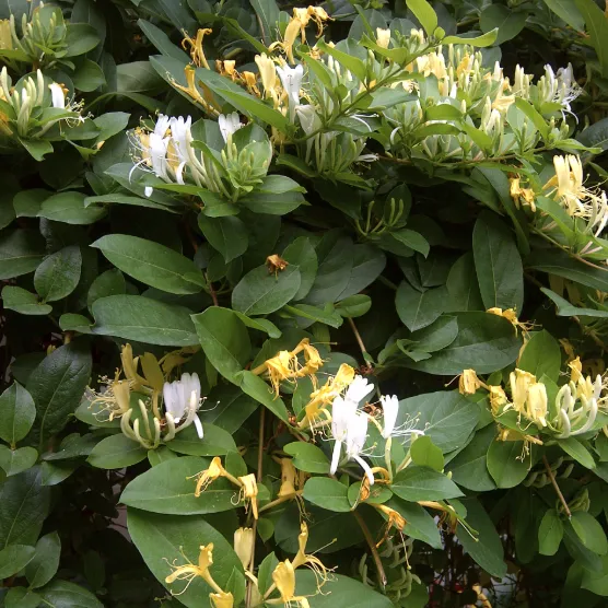 honeysuckle-1783558546982.webp