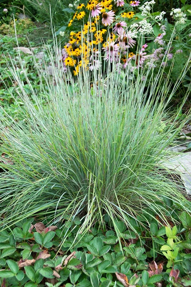 littlebluestem-1783599757228.webp