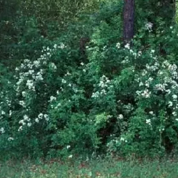 multiflora-1783558513595.webp