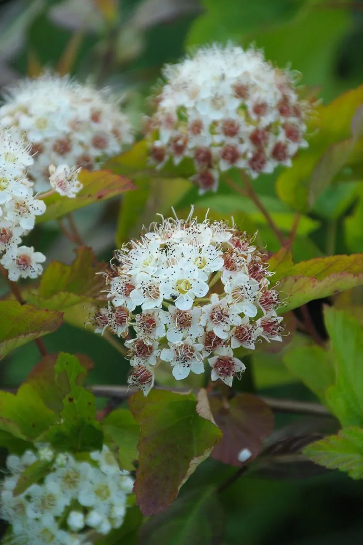 ninebark-1783599656246.webp