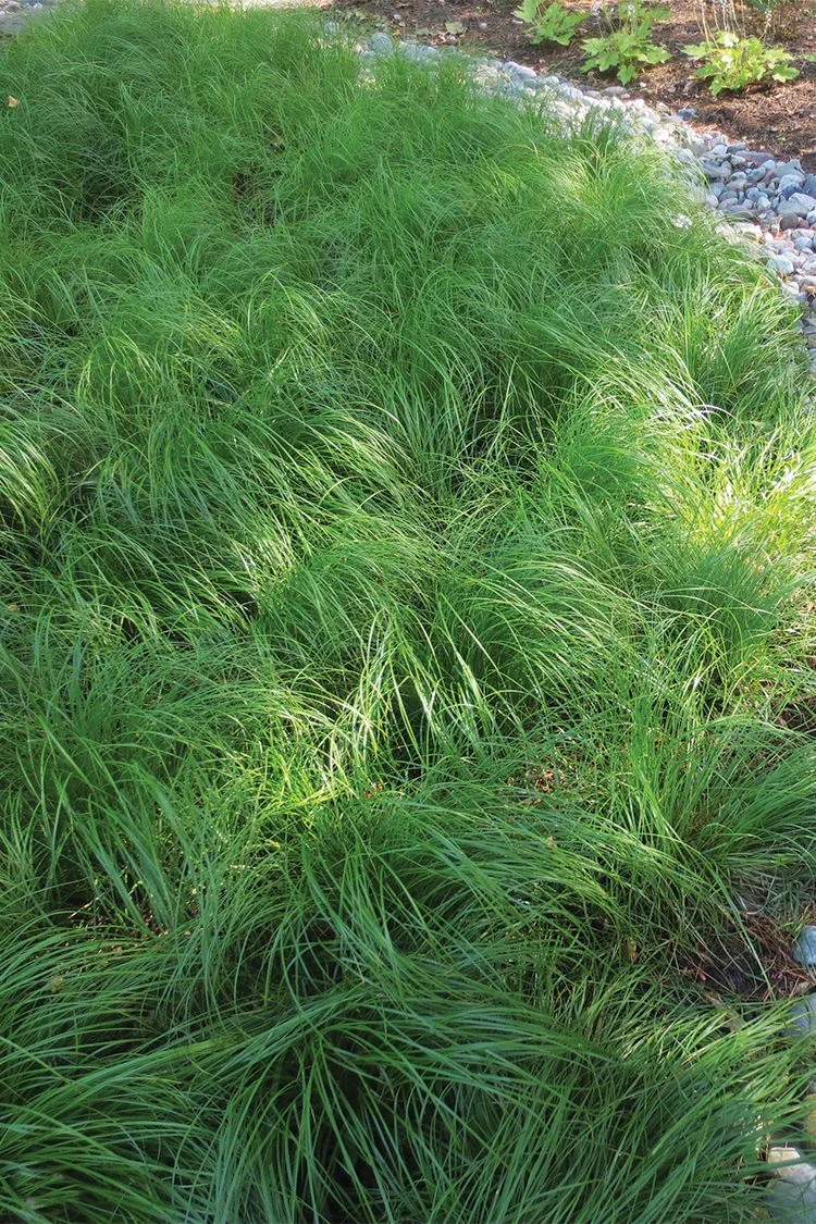 pasedge-1783599782570.webp
