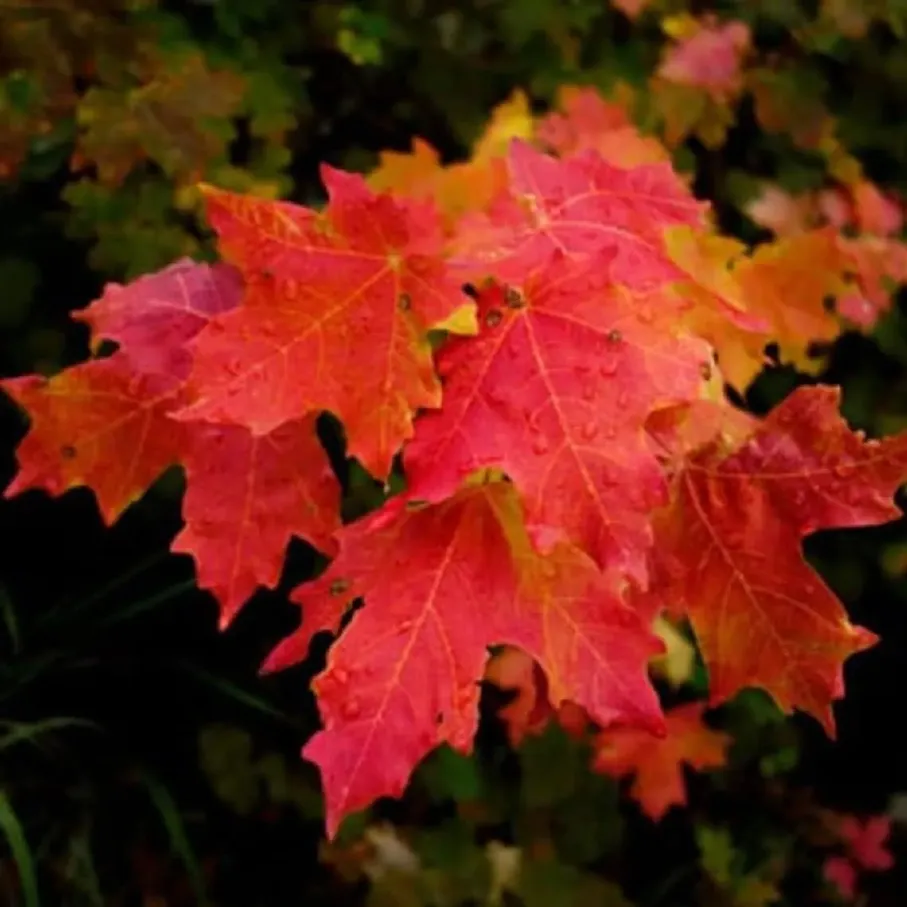 redmaple-1783599549254.webp