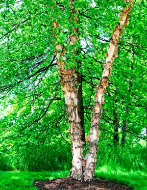 river-birch-300x387-jpg-1783599582507.webp