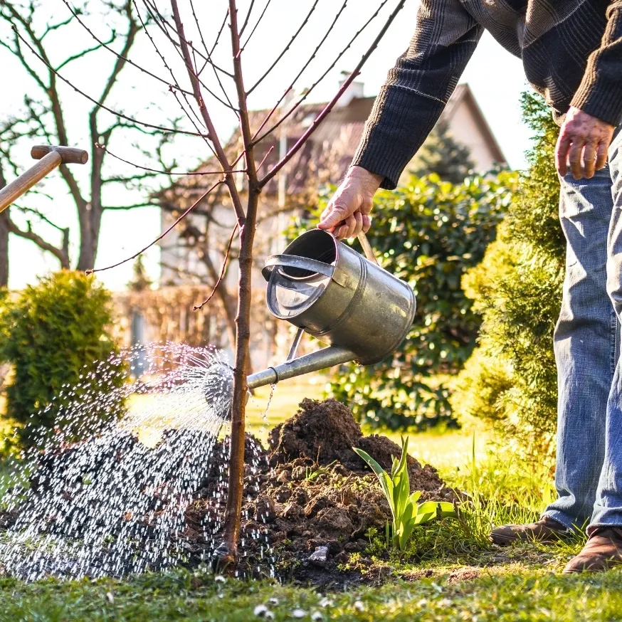 senior-man-watering-planted-fruit-tree-1783790405363.webp