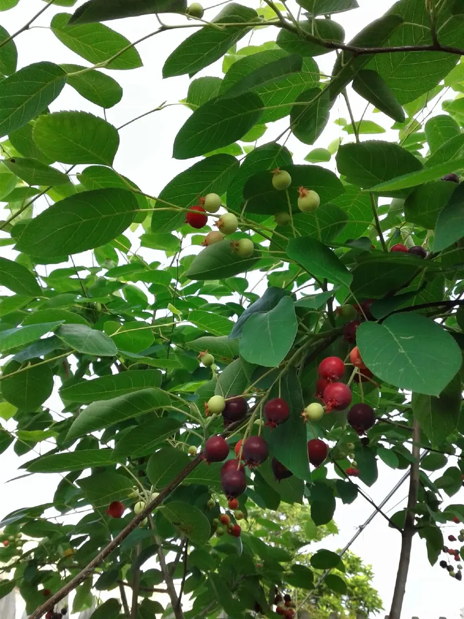 serviceberry-1783599572386.webp