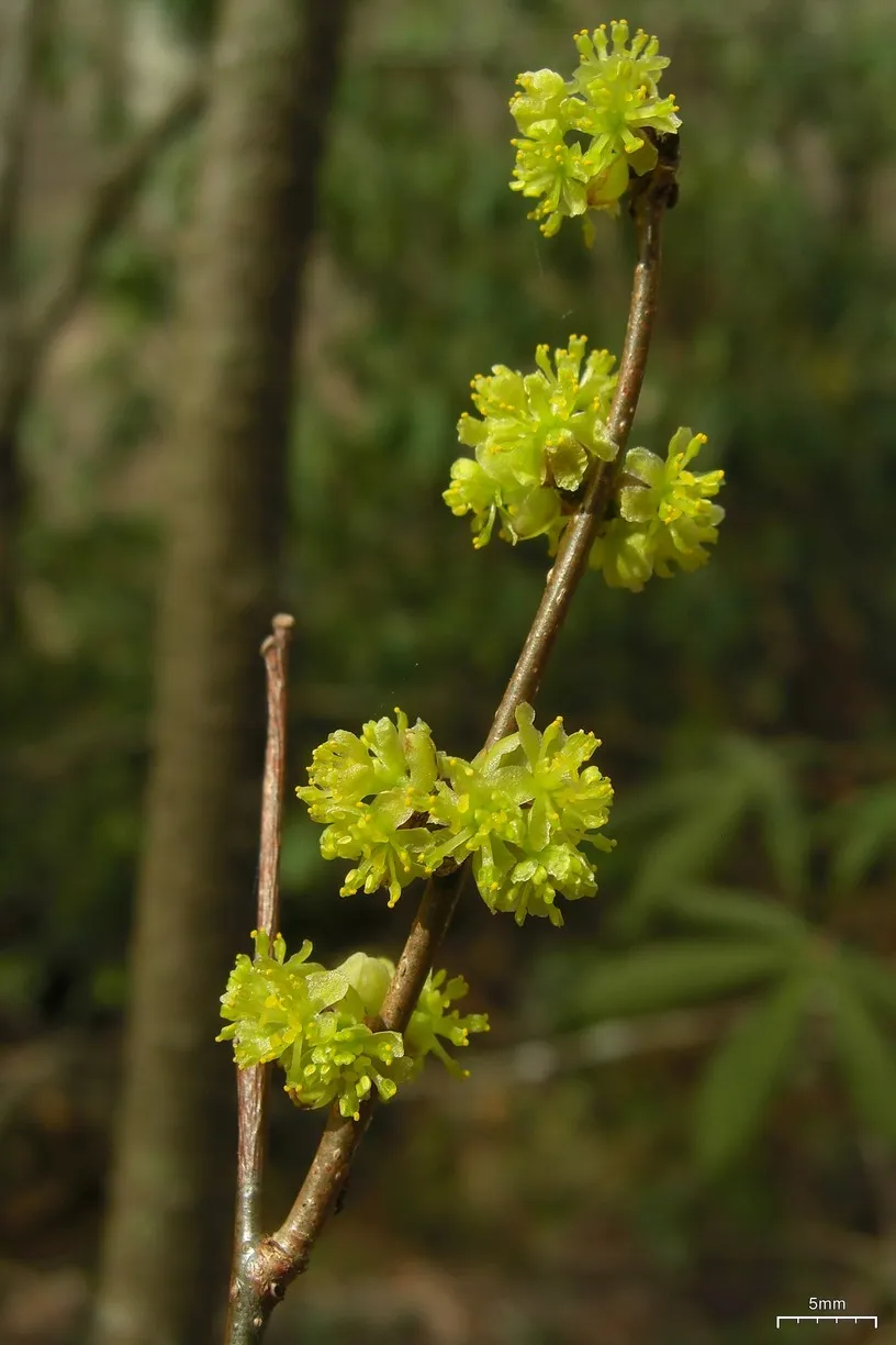 spicebush-4506720062-1783599628389.webp