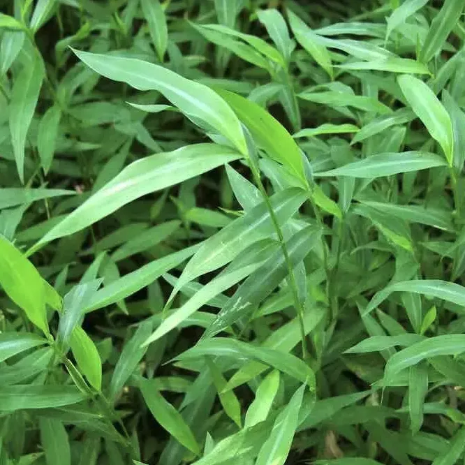 stiltgrass-1783558502319.webp