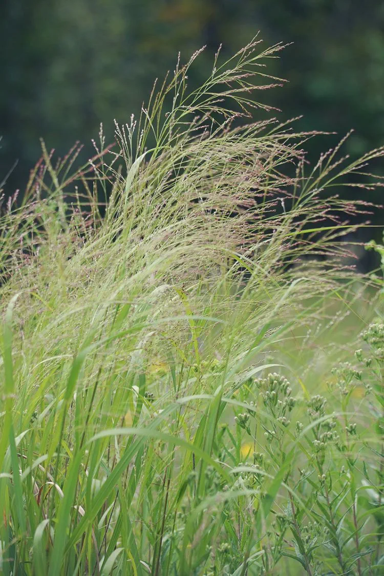 switchgrass-1783774680433.webp