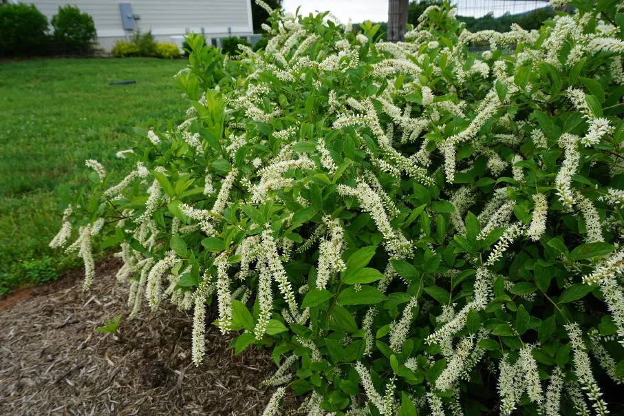 virginia-sweetspire-in-late-spring-1783599647269.webp