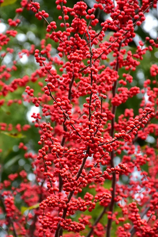 winterberry-1783599610242.webp
